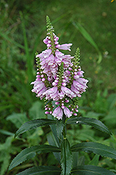 Obedient Plant (Physostegia virginiana) at The Green Spot Home & Garden