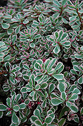 Tricolor Stonecrop (Sedum spurium 'Tricolor') at The Green Spot Home & Garden