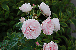 Morden Blush Rose (Rosa 'Morden Blush') at The Green Spot Home & Garden