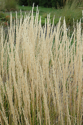 Karl Foerster Reed Grass (Calamagrostis x acutiflora 'Karl Foerster') at The Green Spot Home & Garden