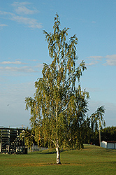 Cutleaf Weeping Birch (Betula pendula 'Dalecarlica') at The Green Spot Home & Garden