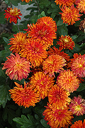 Morden Delight Chrysanthemum (Chrysanthemum 'Morden Delight') at The Green Spot Home & Garden