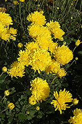 Suncatcher Chrysanthemum (Chrysanthemum 'Suncatcher') at The Green Spot Home & Garden