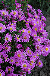 Purple Beauty Aster (Symphyotrichum novae-angliae 'Purple Beauty') at The Green Spot Home & Garden