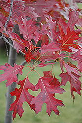 Northern Pin Oak (Quercus ellipsoidalis) at The Green Spot Home & Garden