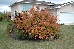 Nanking Cherry (Prunus tomentosa) at The Green Spot Home & Garden