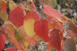 Beaked Hazelnut (Corylus cornuta) at The Green Spot Home & Garden