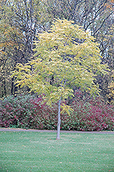 Kentucky Coffeetree (Gymnocladus dioicus) at The Green Spot Home & Garden