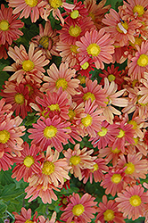 Coral Daisy Chrysanthemum (Chrysanthemum 'Coral Daisy') at The Green Spot Home & Garden