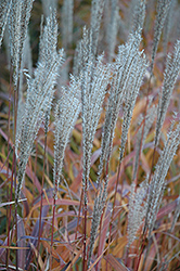 Flame Grass (Miscanthus sinensis 'Purpurascens') at The Green Spot Home & Garden
