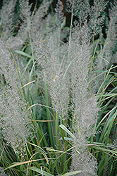 Korean Reed Grass (Calamagrostis brachytricha) at The Green Spot Home & Garden