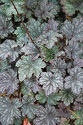 Frosted Violet Coral Bells (Heuchera 'Frosted Violet') at The Green Spot Home & Garden