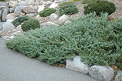 Hughes Juniper (Juniperus horizontalis 'Hughes') at The Green Spot Home & Garden