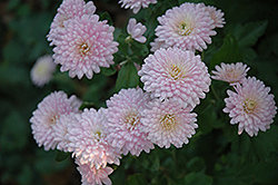 Cameo Chrysanthemum (Chrysanthemum 'Cameo') at The Green Spot Home & Garden