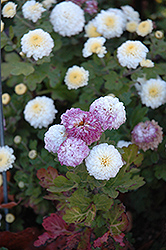 Baby Tears Chrysanthemum (Chrysanthemum 'Baby Tears') at The Green Spot Home & Garden