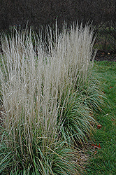 Avalanche Reed Grass (Calamagrostis x acutiflora 'Avalanche') at The Green Spot Home & Garden