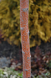 Toba Hawthorn (Crataegus x mordenensis 'Toba') at The Green Spot Home & Garden