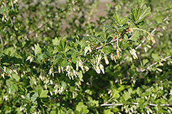 Pixwell Gooseberry (Ribes 'Pixwell') at The Green Spot Home & Garden