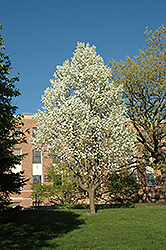 Mountain Frost Pear (Pyrus ussuriensis 'Mountain Frost') at The Green Spot Home & Garden