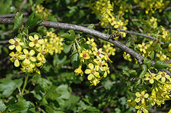 Golden Flowering Currant (Ribes aureum) at The Green Spot Home & Garden