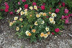Morden Sunrise Rose (Rosa 'Morden Sunrise') at The Green Spot Home & Garden