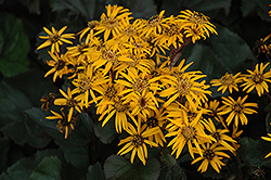 Britt Marie Crawford Rayflower (Ligularia dentata 'Britt Marie Crawford') at The Green Spot Home & Garden