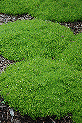 Irish Moss (Sagina subulata) at The Green Spot Home & Garden