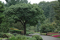 Amur Cork Tree (Phellodendron amurense) at The Green Spot Home & Garden