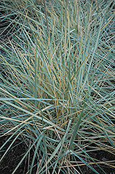 Blue Dune Lyme Grass (Leymus arenarius 'Blue Dune') at The Green Spot Home & Garden