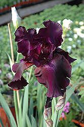 Superstition Iris (Iris 'Superstition') at The Green Spot Home & Garden