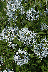 Blue Star Flower (Amsonia tabernaemontana) at The Green Spot Home & Garden