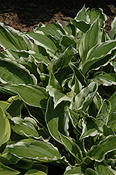 White-Variegated Hosta (Hosta undulata 'Albomarginata') at The Green Spot Home & Garden