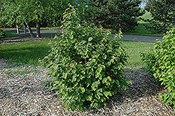 Beaked Hazelnut (Corylus cornuta) at The Green Spot Home & Garden