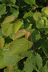 Beaked Hazelnut (Corylus cornuta) at The Green Spot Home & Garden