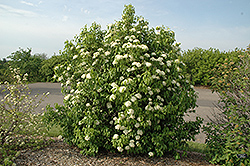 Nannyberry (Viburnum lentago) at The Green Spot Home & Garden