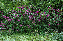Charles Joly Lilac (Syringa vulgaris 'Charles Joly') at The Green Spot Home & Garden