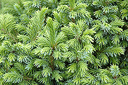 Dwarf Serbian Spruce (Picea omorika 'Nana') at The Green Spot Home & Garden