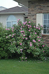 Therese Bugnet Rose (Rosa 'Therese Bugnet') at The Green Spot Home & Garden