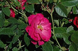 John Cabot Rose (Rosa 'John Cabot') at The Green Spot Home & Garden