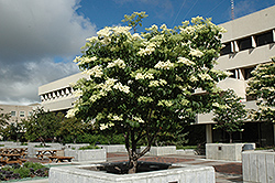 Ivory Silk Japanese Tree Lilac (Syringa reticulata 'Ivory Silk') at The Green Spot Home & Garden