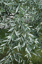 Silver Willow (Salix alba 'Sericea') at The Green Spot Home & Garden