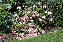 Morden Centennial Rose (Rosa 'Morden Centennial') at The Green Spot Home & Garden
