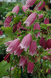 Cherry Bells Bellflower (Campanula punctata 'Cherry Bells') at The Green Spot Home & Garden