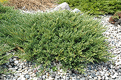 Andorra Juniper (Juniperus horizontalis 'Plumosa Compacta') at The Green Spot Home & Garden