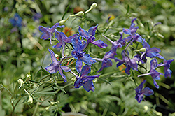 Blue Butterfly Delphinium (Delphinium grandiflorum 'Blue Butterfly') at The Green Spot Home & Garden