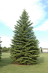 Colorado Spruce (Picea pungens) at The Green Spot Home & Garden