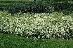 Variegated Bishop's Goutweed (Aegopodium podagraria 'Variegata') at The Green Spot Home & Garden