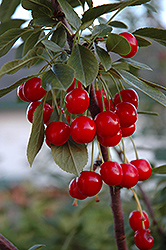Evans Cherry (Prunus 'Evans') at The Green Spot Home & Garden