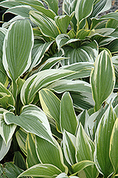 White-Variegated Hosta (Hosta fortunei 'Albomarginata') at The Green Spot Home & Garden