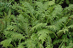 Christmas Fern (Polystichum acrostichoides) at The Green Spot Home & Garden